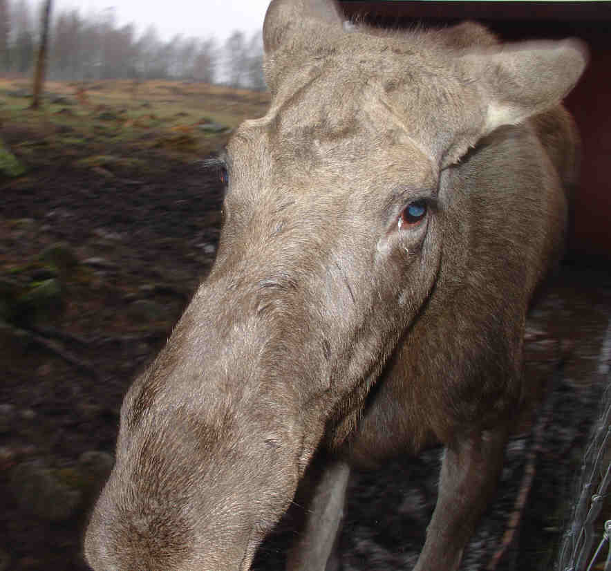 Åseda moose