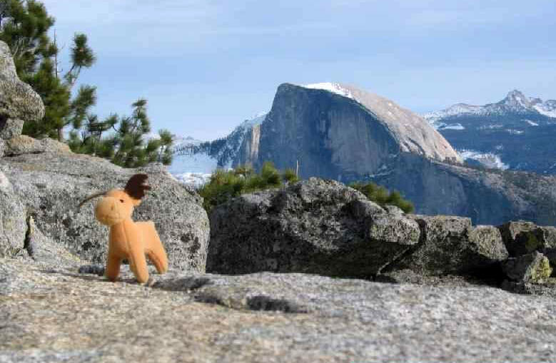 Yosemite moose